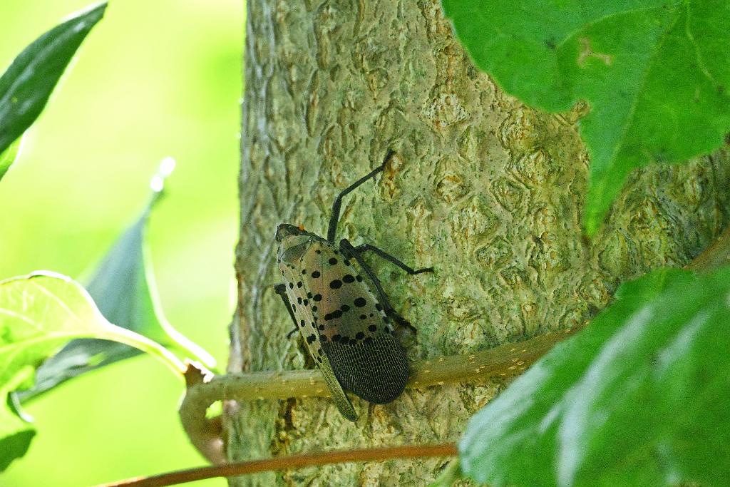 2025-08300273 Broad Meadow Brook, MA.JPG - Spotted Lanternfly. Broad Meadow Brook WIldlife Sanctuary, MA, 8-30-2025